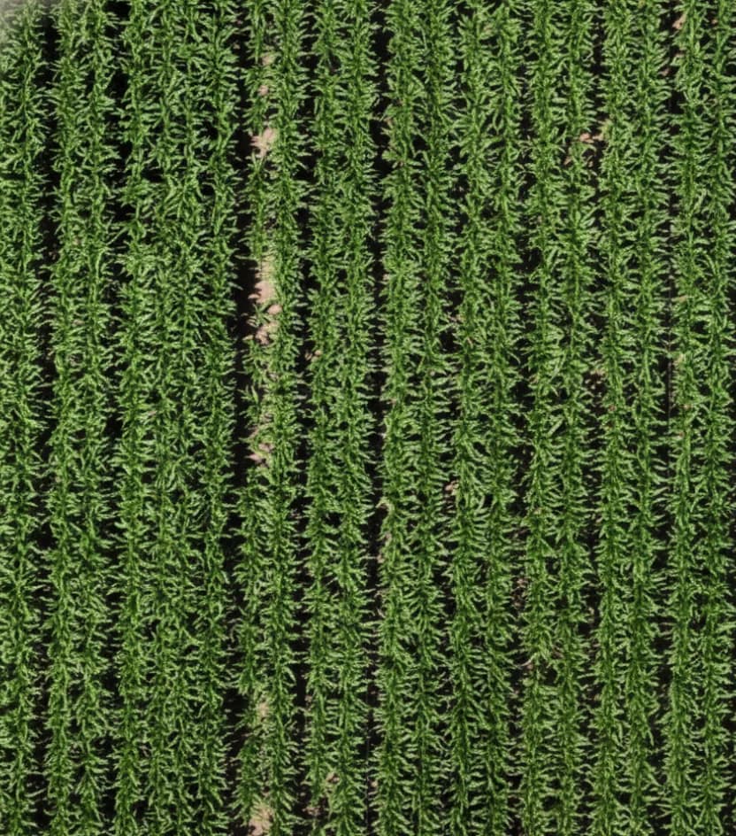 Aerial view of the same field on the later scan date