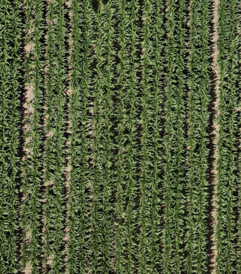 Aerial view of the field on the earlier scan date